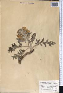 Phlomoides speciosa (Rupr.) Adylov, Kamelin & Makhm., Middle Asia, Pamir & Pamiro-Alai (M2) (Uzbekistan)