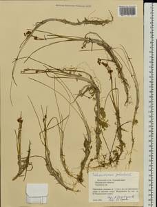 Scheuchzeria palustris L., Eastern Europe, Northern region (E1) (Russia)