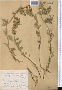 Dracocephalum diversifolium Rupr., Middle Asia, Western Tian Shan & Karatau (M3) (Kyrgyzstan)