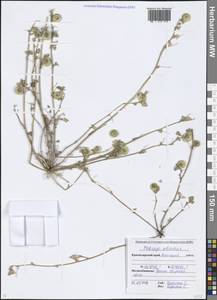 Medicago orbicularis (L.) Bartal., Caucasus, Krasnodar Krai & Adygea (K1a) (Russia)