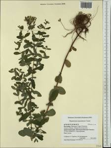 Hypericum maculatum, Western Europe (EUR) (Bulgaria)
