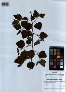 Physocarpus opulifolius (L.) Maxim., Siberia, Altai & Sayany Mountains (S2) (Russia)