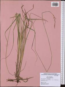Carex elongata L., Eastern Europe, Central region (E4) (Russia)