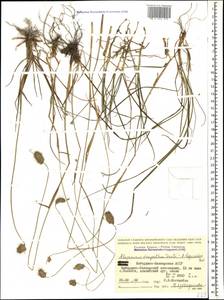 Alopecurus dasyanthus Trautv., Caucasus, Stavropol Krai, Karachay-Cherkessia & Kabardino-Balkaria (K1b) (Russia)