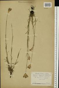 Dianthus borbasii, Eastern Europe, Middle Volga region (E8) (Russia)