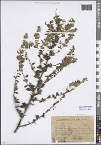 Ononis arvensis L., Eastern Europe, Rostov Oblast (E12a) (Russia)