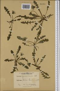 Taraxacum proximum (Dahlst.) Dahlst., Western Europe (EUR) (Sweden)