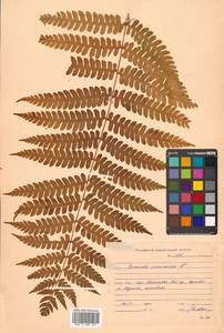 Osmundastrum cinnamomeum subsp. asiaticum (Fern.) Fraser-Jenkins, Siberia, Russian Far East (S6) (Russia)