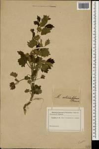 Marrubium catariifolium Desr., Caucasus (no precise locality) (K0)