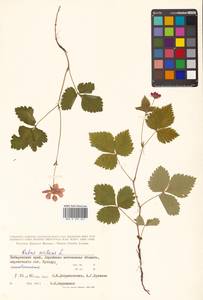 Rubus arcticus L., Siberia, Russian Far East (S6) (Russia)