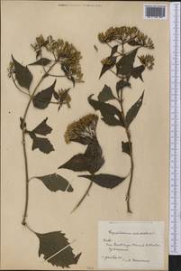 Chromolaena odorata (L.) R. King & H. Rob., America (AMER) (Cuba)