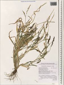 Echinochloa colona (L.) Link, South Asia, South Asia (Asia outside ex-Soviet states and Mongolia) (ASIA) (Israel)