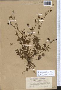 Ranunculus marginatus d'Urv., Caucasus, Abkhazia (K4a) (Abkhazia)