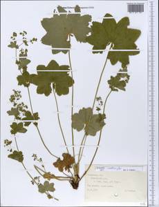 Alchemilla stellaris Juz., Eastern Europe, Central forest region (E5) (Russia)