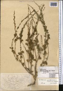 Artemisia vachanica Krasch. ex Poljakov, Middle Asia, Pamir & Pamiro-Alai (M2) (Tajikistan)