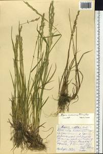 Elymus macrourus (Turcz.) Tzvelev, Siberia, Yakutia (S5) (Russia)