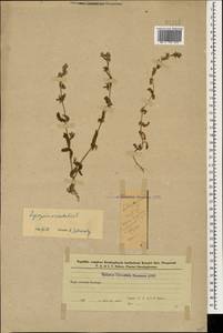 Lycopsis arvensis subsp. orientalis (L.) Kusn., Caucasus, Azerbaijan (K6) (Azerbaijan)