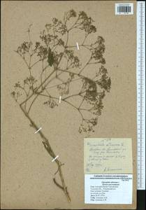 Gypsophila altissima L., Eastern Europe, Central region (E4) (Russia)