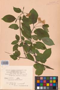 Cornus sanguinea L., Eastern Europe, West Ukrainian region (E13) (Ukraine)