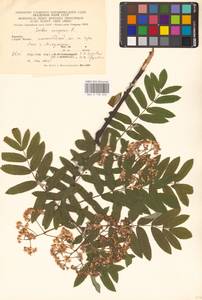 Sorbus aucuparia L., Eastern Europe, West Ukrainian region (E13) (Ukraine)