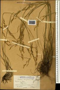 Piptatherum holciforme (M.Bieb.) Roem. & Schult., Caucasus, Armenia (K5) (Armenia)