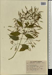 Salvadora persica L., South Asia, South Asia (Asia outside ex-Soviet states and Mongolia) (ASIA) (India)