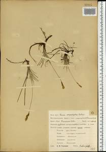 Carex caryophyllea Latourr., Eastern Europe, Central forest-and-steppe region (E6) (Russia)