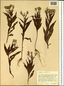 Senecio nemorensis L., Siberia, Russian Far East (S6) (Russia)