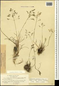 Colpodium humile (M.Bieb.) Griseb., Caucasus, Armenia (K5) (Armenia)