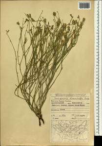 Lipschitzia divaricata (Turcz.) Zaika, Sukhor. & N. Kilian, Mongolia (MONG) (Mongolia)