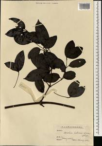 Gnetum parvifolium (Warb.) W.C.Cheng, South Asia, South Asia (Asia outside ex-Soviet states and Mongolia) (ASIA) (China)