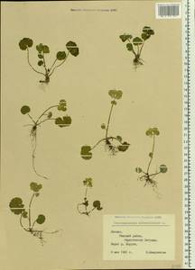 Chrysosplenium alternifolium L., Eastern Europe, Latvia (E2b) (Latvia)