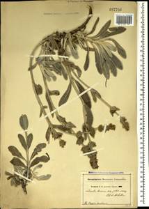 Sideritis taurica Steph. ex Willd., Crimea (KRYM) (Russia)