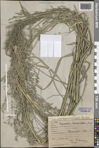 Eragrostis cilianensis (All.) Vignolo ex Janch., Middle Asia, Syr-Darian deserts & Kyzylkum (M7) (Uzbekistan)