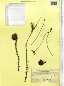 Larix decidua (L.) Mill., Eastern Europe, Moscow region (E4a) (Russia)