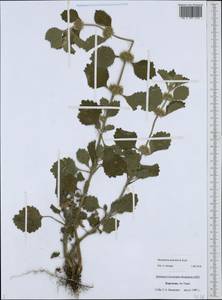 Marrubium anisodon K.Koch, Middle Asia, Western Tian Shan & Karatau (M3) (Kyrgyzstan)