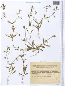 Caryophyllaceae, Middle Asia, Pamir & Pamiro-Alai (M2) (Tajikistan)