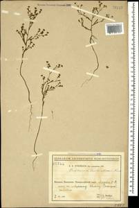 Bupleurum brachiatum C. Koch ex Boiss., Caucasus, Black Sea Shore (from Novorossiysk to Adler) (K3) (Russia)
