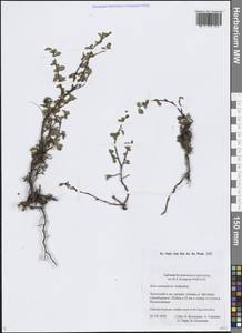 Salix nummularia Andersson, Siberia, Chukotka & Kamchatka (S7) (Russia)