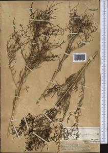 Suaeda physophora Pall., Middle Asia, Muyunkumy, Balkhash & Betpak-Dala (M9) (Kazakhstan)