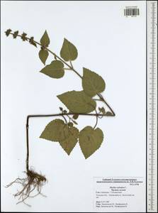 Stachys sylvatica L., Eastern Europe, Central region (E4) (Russia)