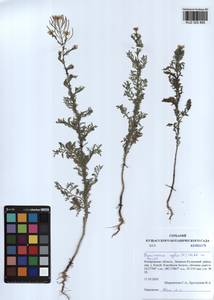Descurainia sophia (L.) Webb ex Prantl, Siberia, Altai & Sayany Mountains (S2) (Russia)