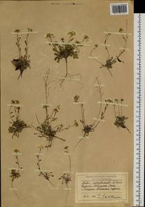 Arabidopsis septentrionalis (N. Busch) D. A. German, Siberia, Yakutia (S5) (Russia)