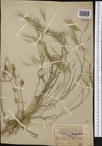 Bromus oxyodon Schrenk, Middle Asia, Western Tian Shan & Karatau (M3) (Kazakhstan)