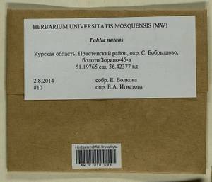 Pohlia nutans (Hedw.) Lindb., Bryophytes, Bryophytes - Central forest-and-steppe region (B10) (Russia)