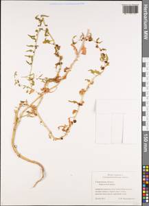 Blitum virgatum subsp. virgatum, Eastern Europe, Middle Volga region (E8) (Russia)
