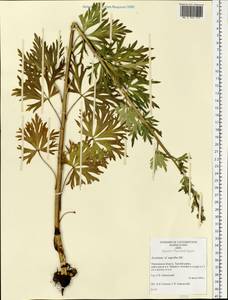 Aconitum napellus, Eastern Europe, Northern region (E1) (Russia)