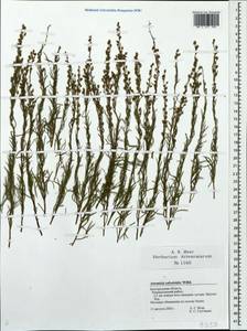 Artemisia salsoloides Willd., Eastern Europe, Central forest-and-steppe region (E6) (Russia)