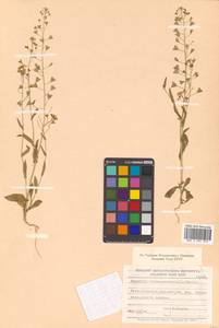 Capsella bursa-pastoris (L.) Medik., Siberia, Russian Far East (S6) (Russia)