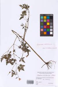 Geranium robertianum L., Eastern Europe, North-Western region (E2) (Russia)